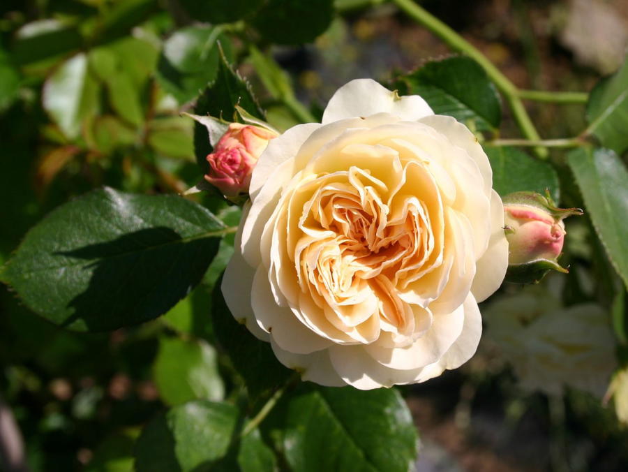 ADR-Rosen: geprüfte Gartenrosen online kaufen