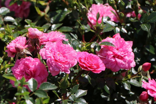 ADR-Rosen: geprüfte Gartenrosen online kaufen