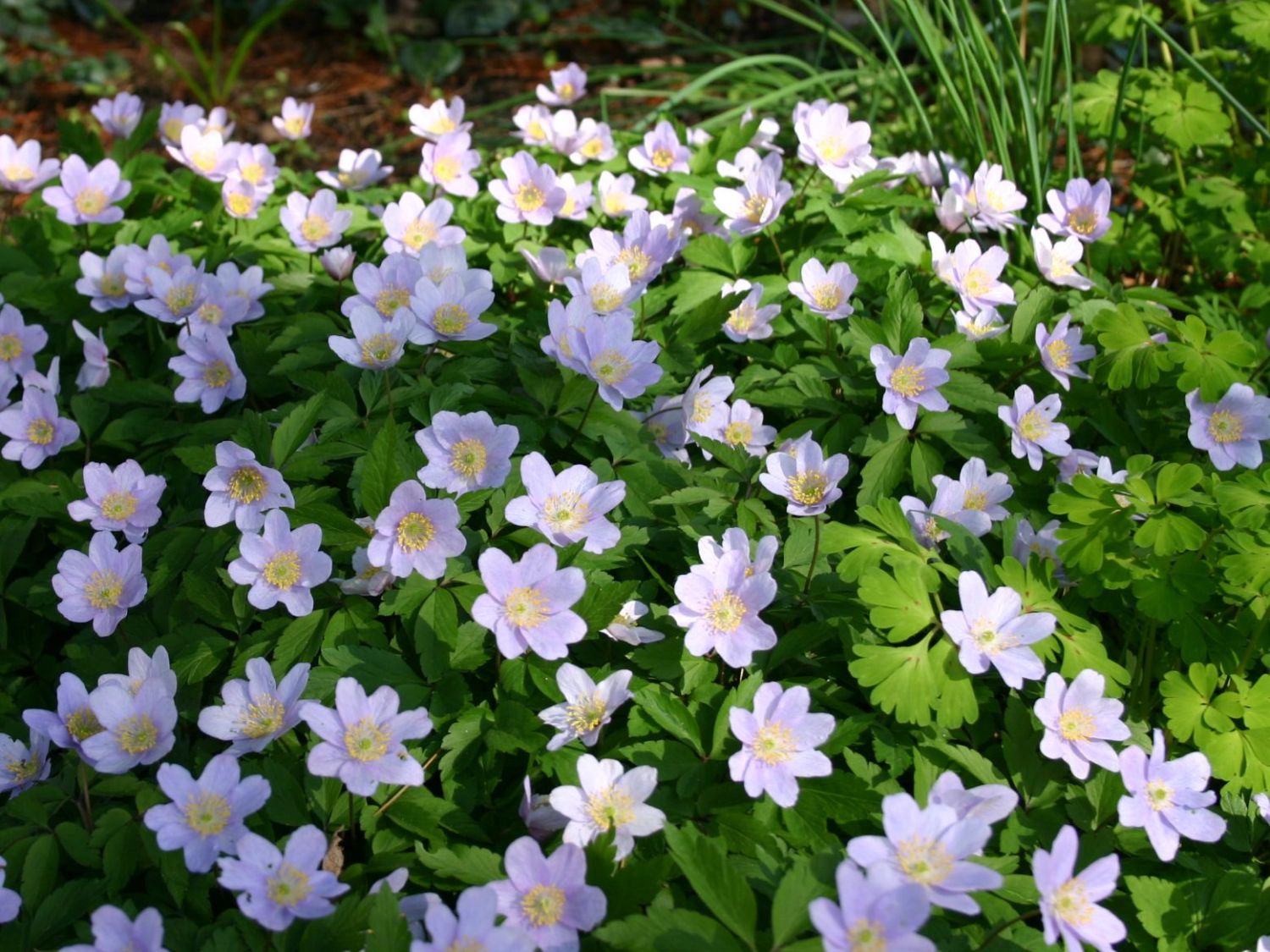 Heimische Haselwurz (Asarum europaeum) für Deinen Garten!