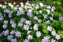Bodendecker für Halbschatten