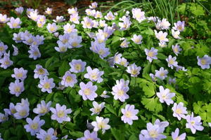 Bodendecker für Halbschatten