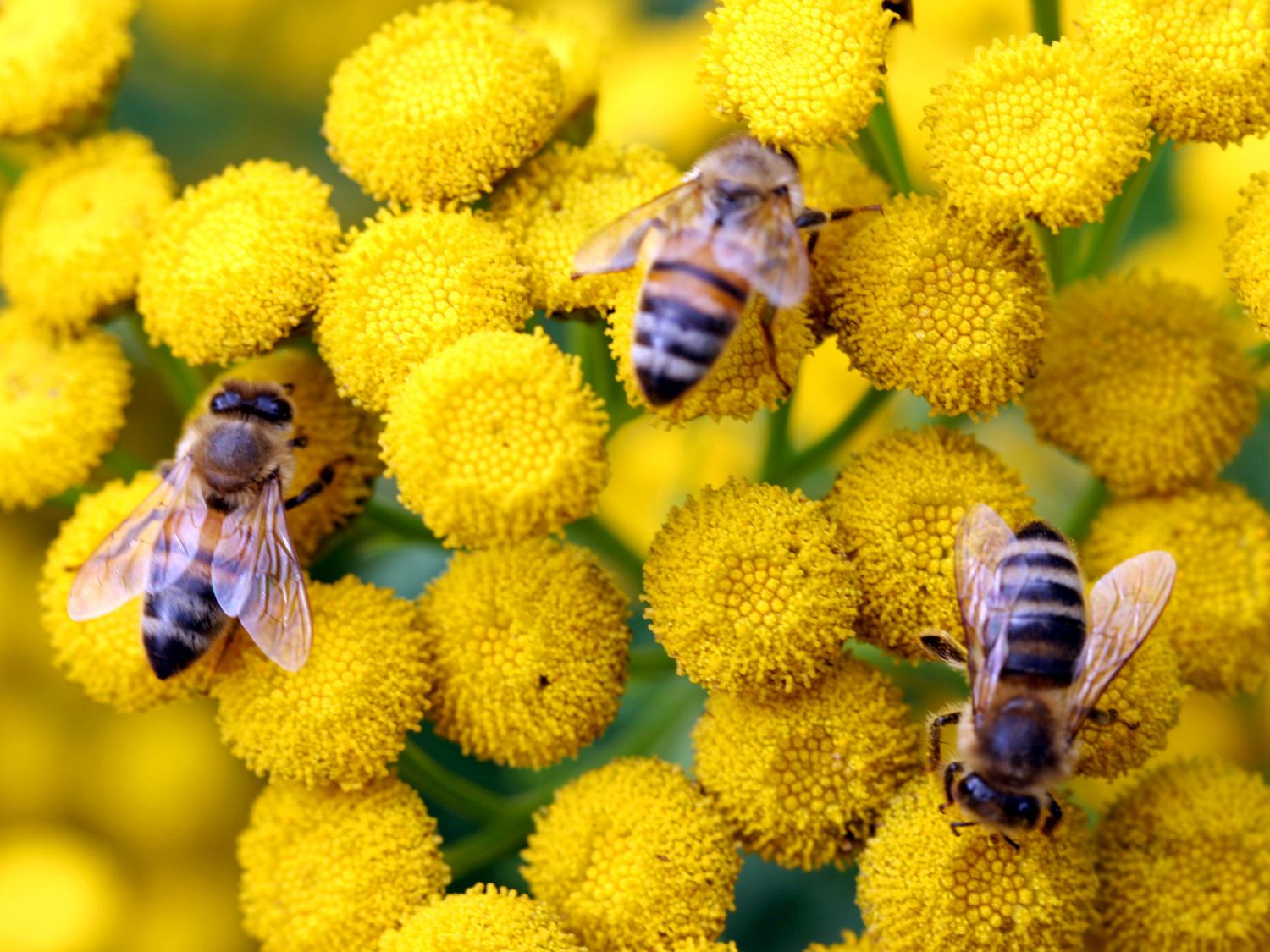 Bienenfreundliche Stauden