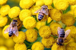 Bienenfreundliche Stauden