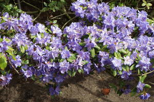 Blaue Rhododendren