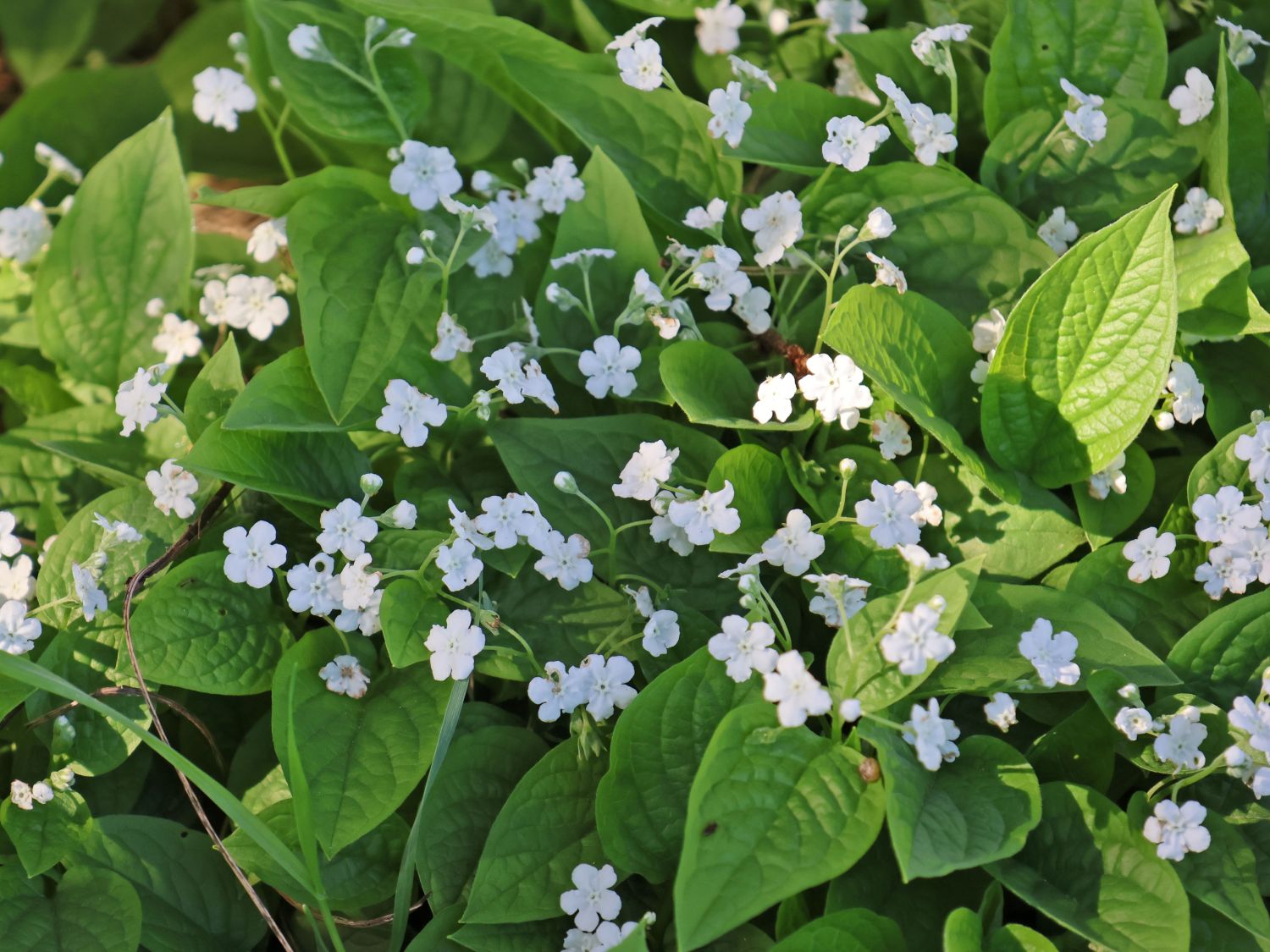 Bodendecker für den Schatten