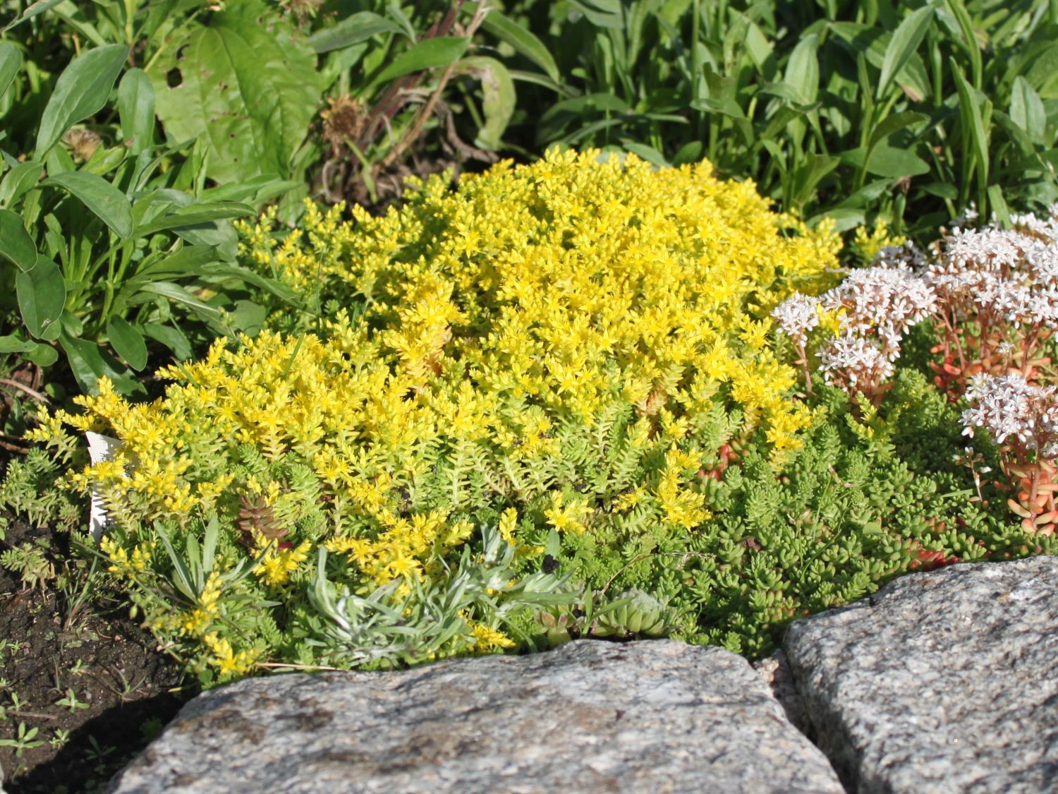 Bodendecker für die Sonne