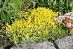 Bodendecker für die Sonne