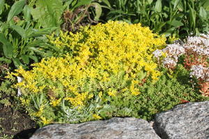 Bodendecker für die Sonne