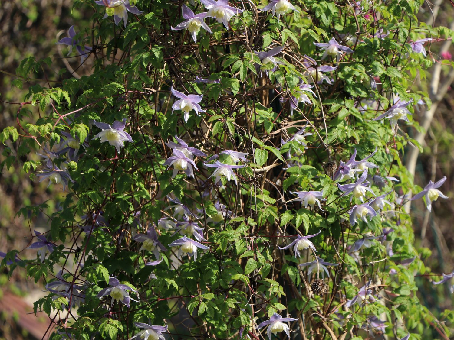 Clematis für den Schatten