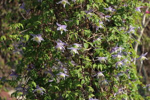 Clematis für den Schatten