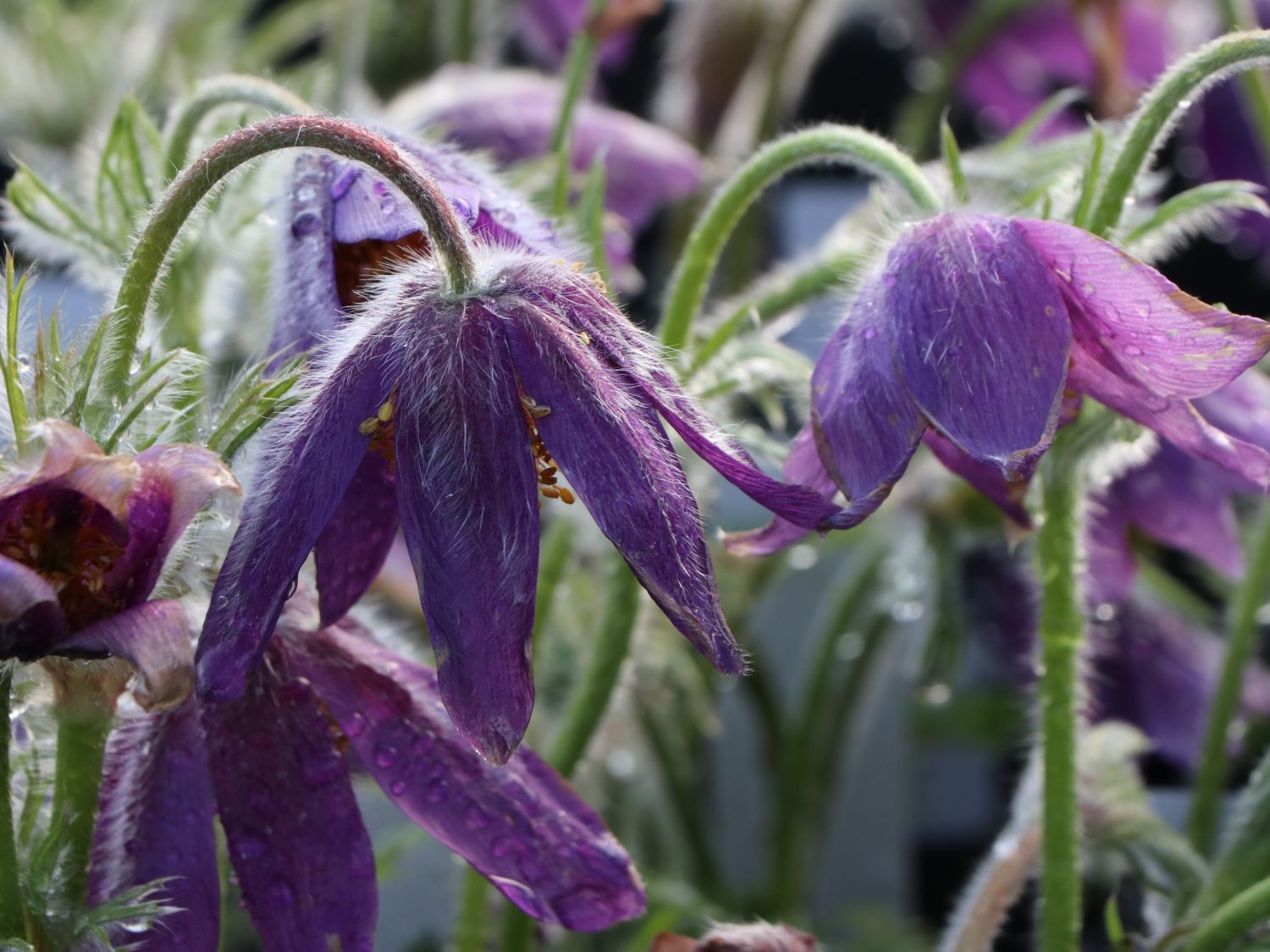 Heimische Haselwurz (Asarum europaeum) für Deinen Garten!