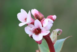 Frühjahrsblüher-Stauden