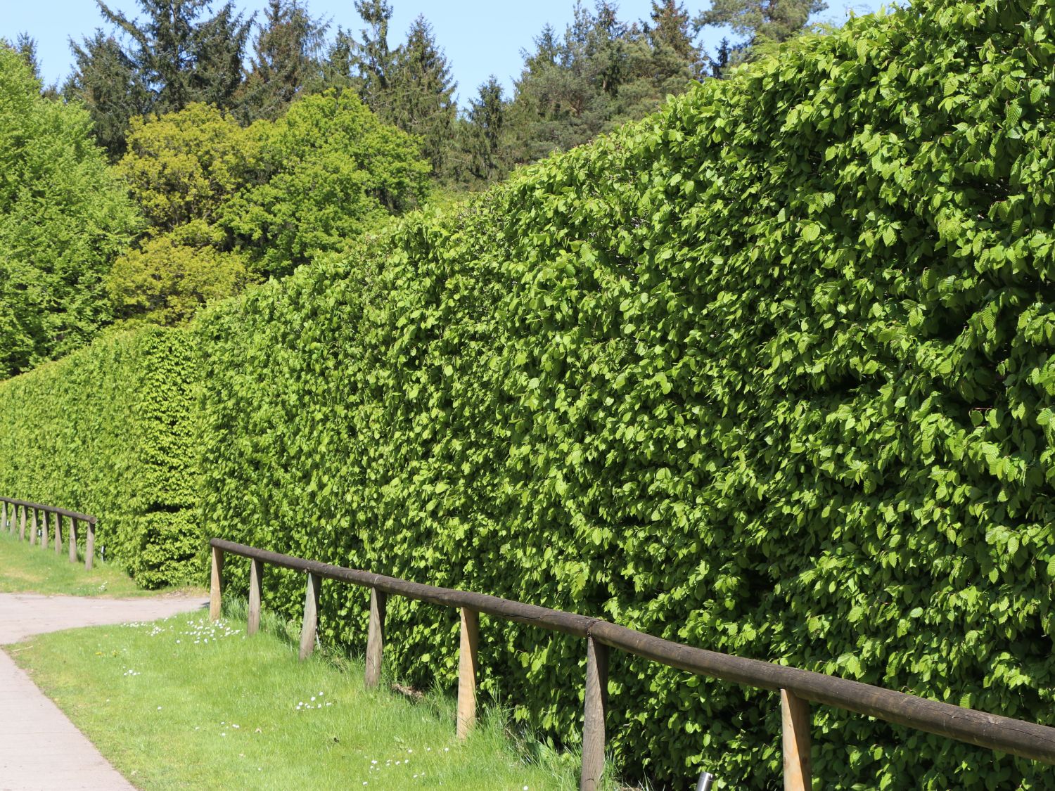 Heimische Heckenpflanzen