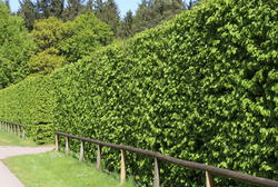 Heimische Heckenpflanzen