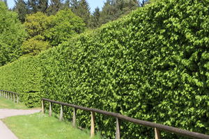 Heimische Heckenpflanzen