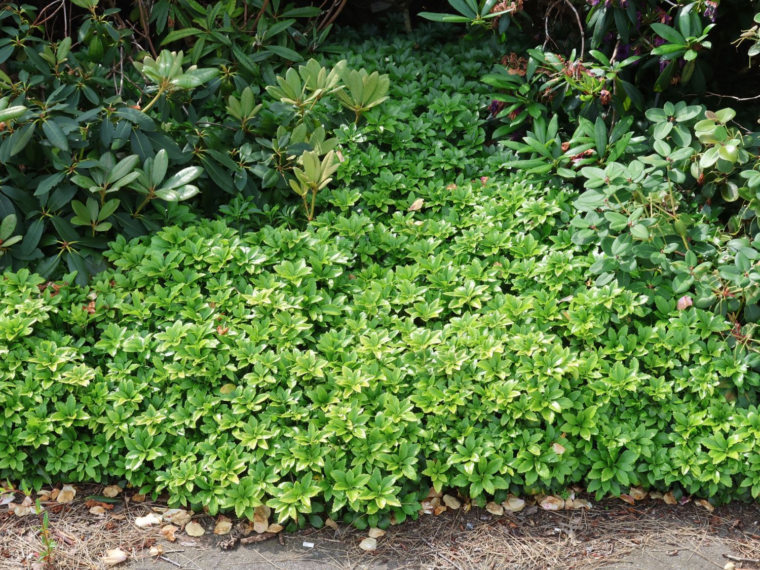 Immergrüne Bodendecker