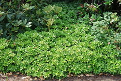 Immergrüne Bodendecker