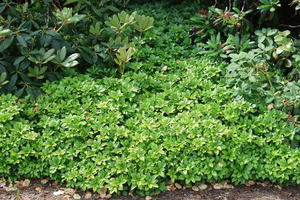 Immergrüne Bodendecker