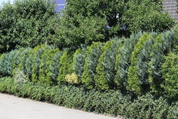 Immergrüne Heckenpflanzen