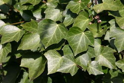 Immergrüne Kletterpflanzen