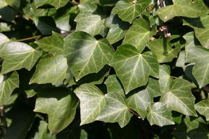 Immergrüne Kletterpflanzen