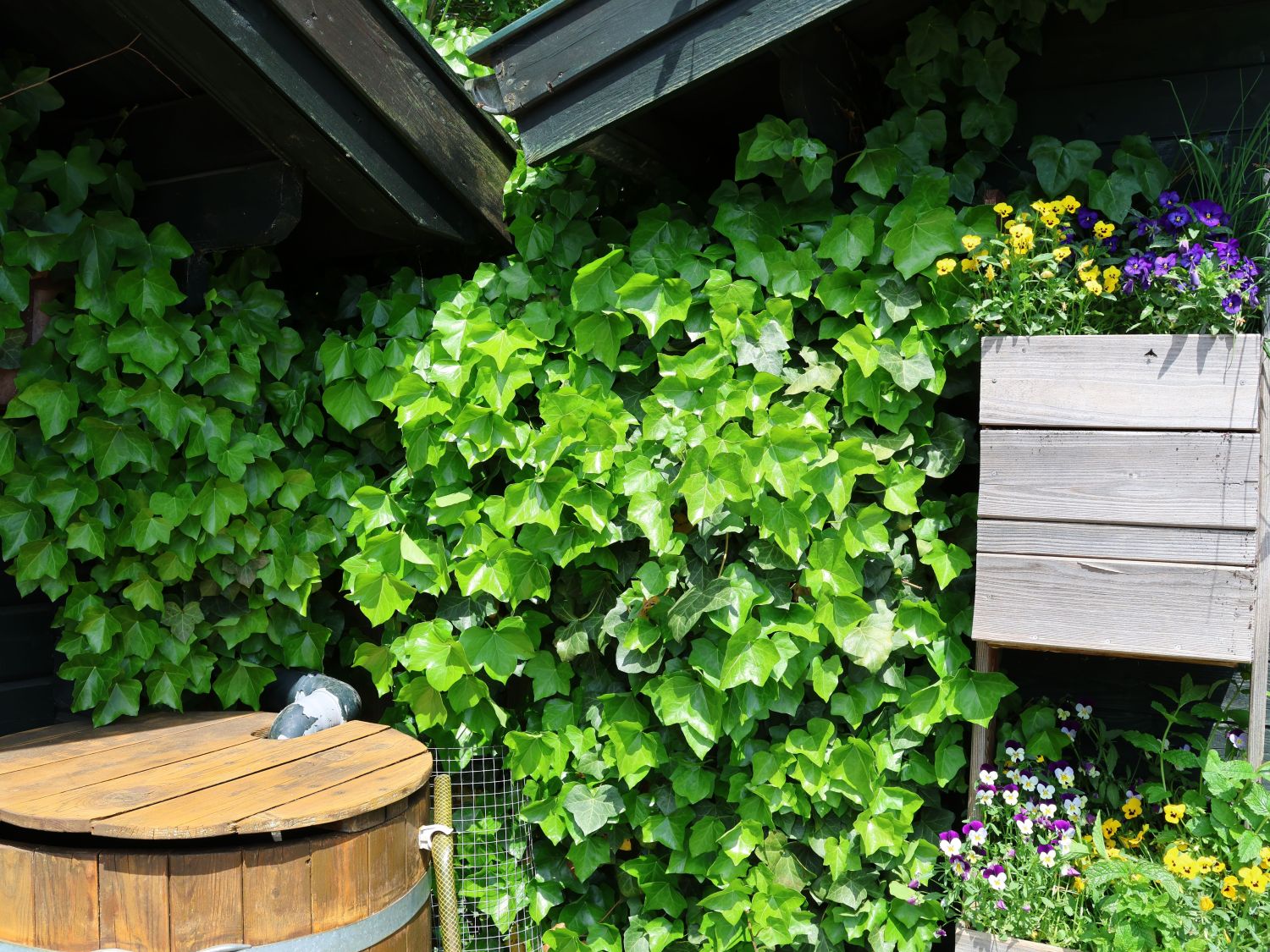 Kletterpflanzen für den Schatten