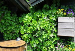 Kletterpflanzen für den Schatten