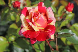 Mehrfarbige Rosen