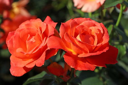 Orange Rosen - Energie und Eleganz für den Garten