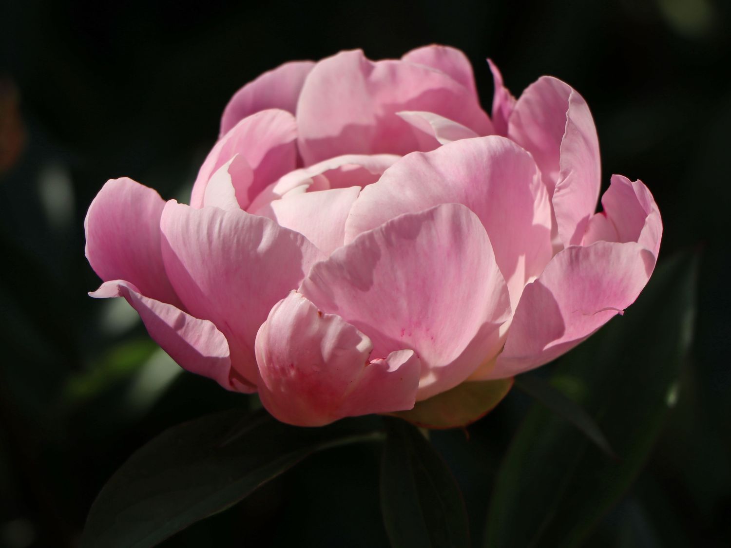 Wimpernblättrige Gänsekresse (Arabis blepharophylla)