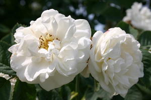 Rosen für den Schatten