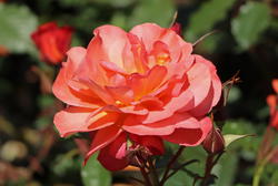 Rosen für die Sonne