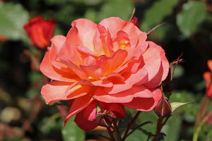 Rosen für die Sonne