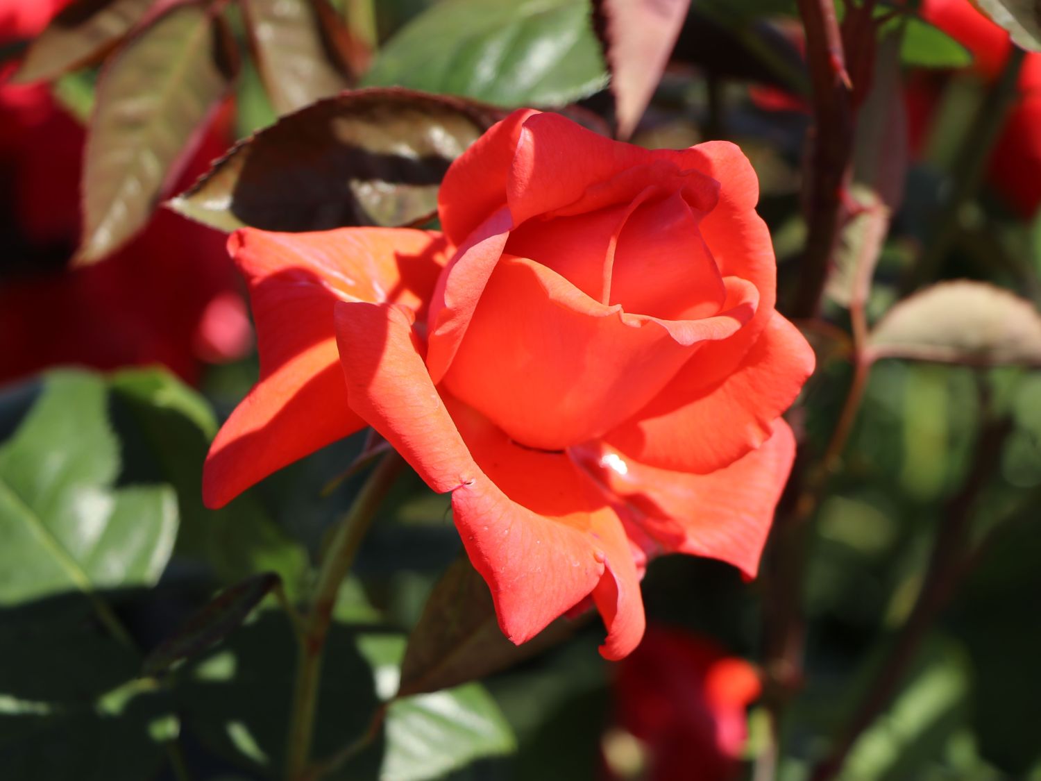 BodendeckerRose 'Diamant' ® Schönste Rosen & Expertenwissen