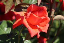 Rosen für Halbschatten