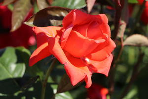 Rosen für Halbschatten