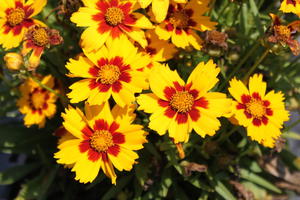 Sommerblüher-Stauden