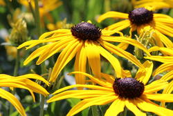 Stauden für die Sonne