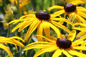 Stauden für die Sonne