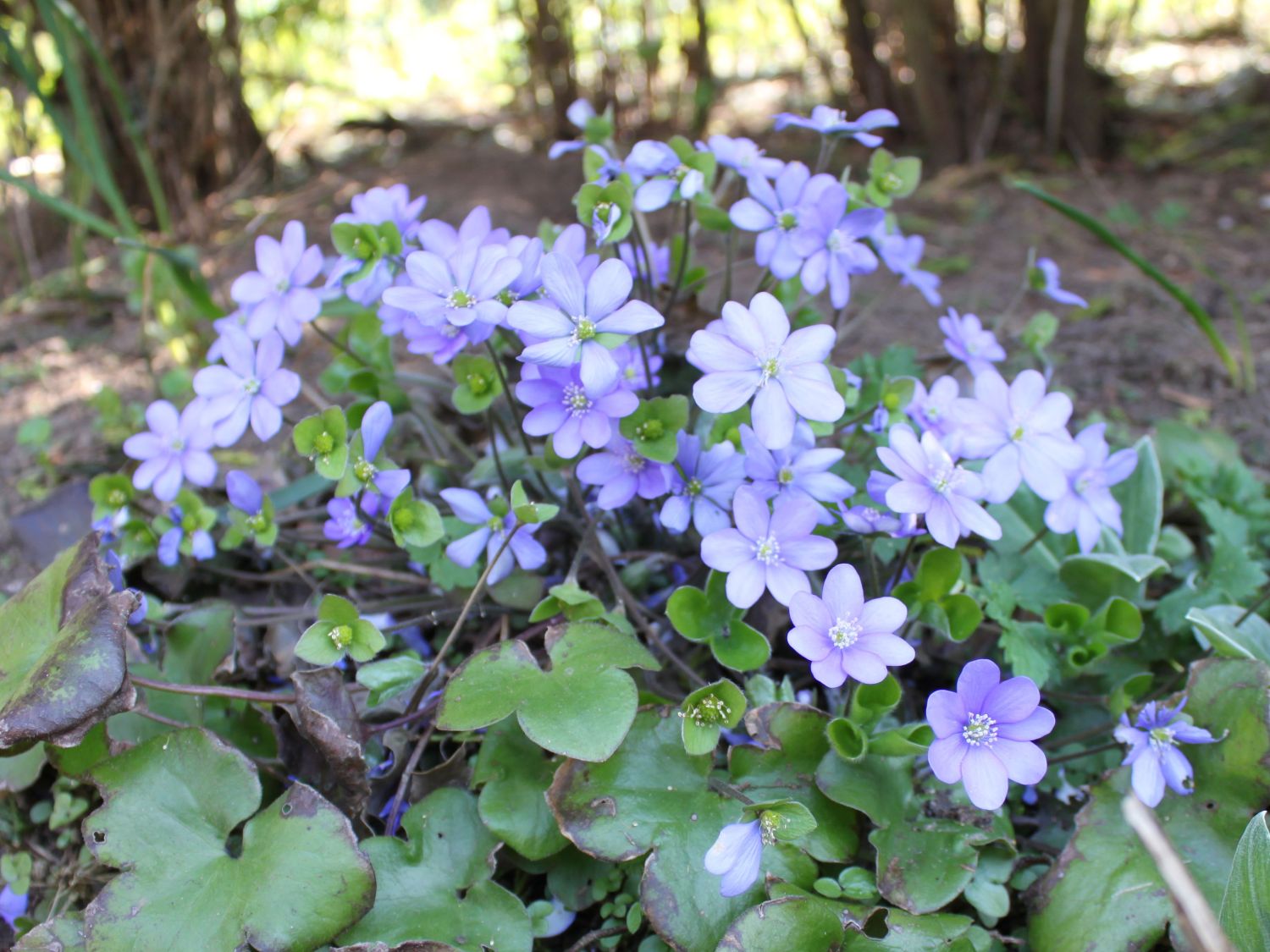 Stauden für Halbschatten