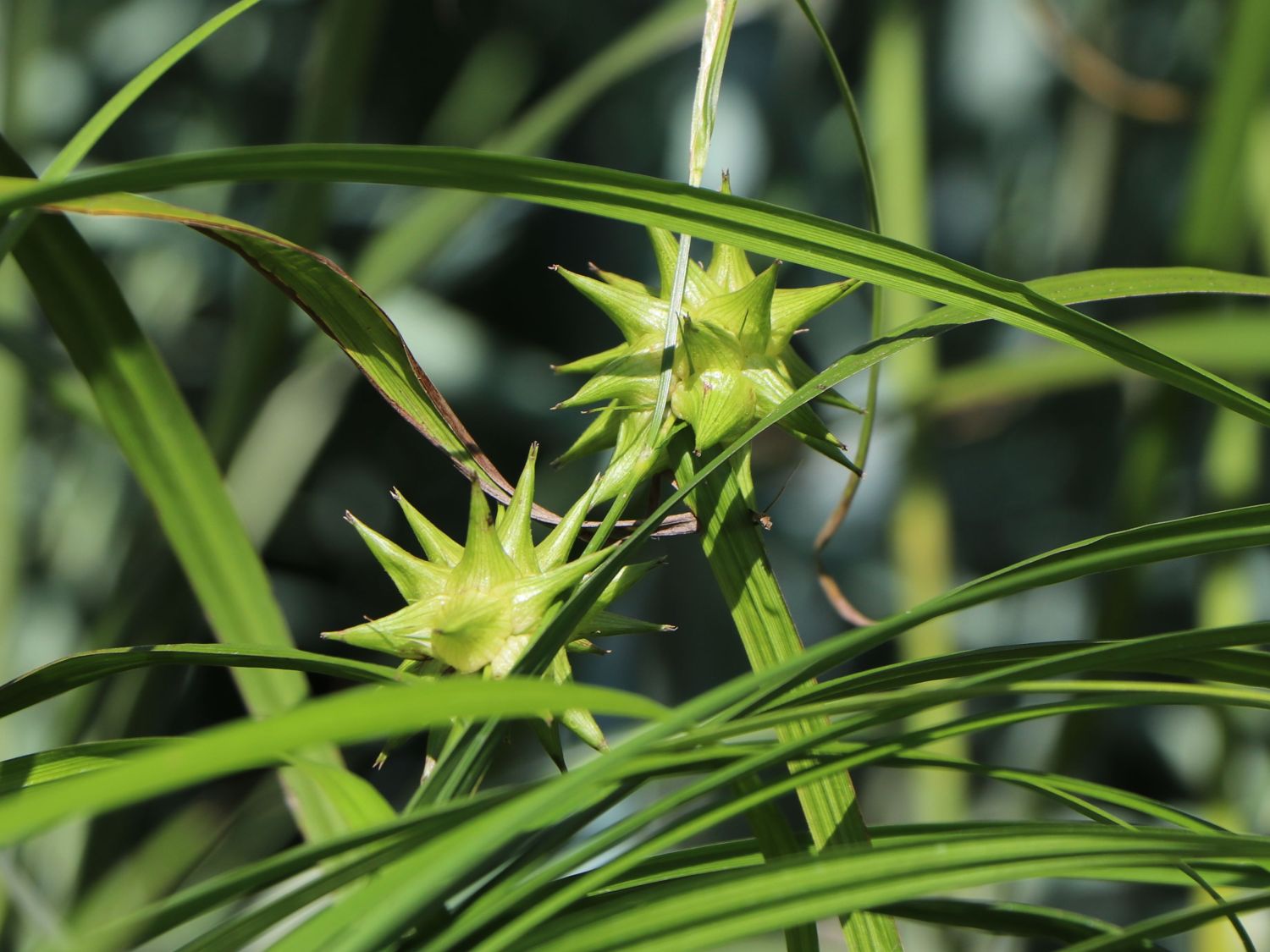 Winterblüher-Stauden