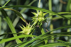 Winterblüher-Stauden