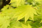 Japanischer Goldahorn 'Aureum' - Acer shirasawanum 'Aureum'