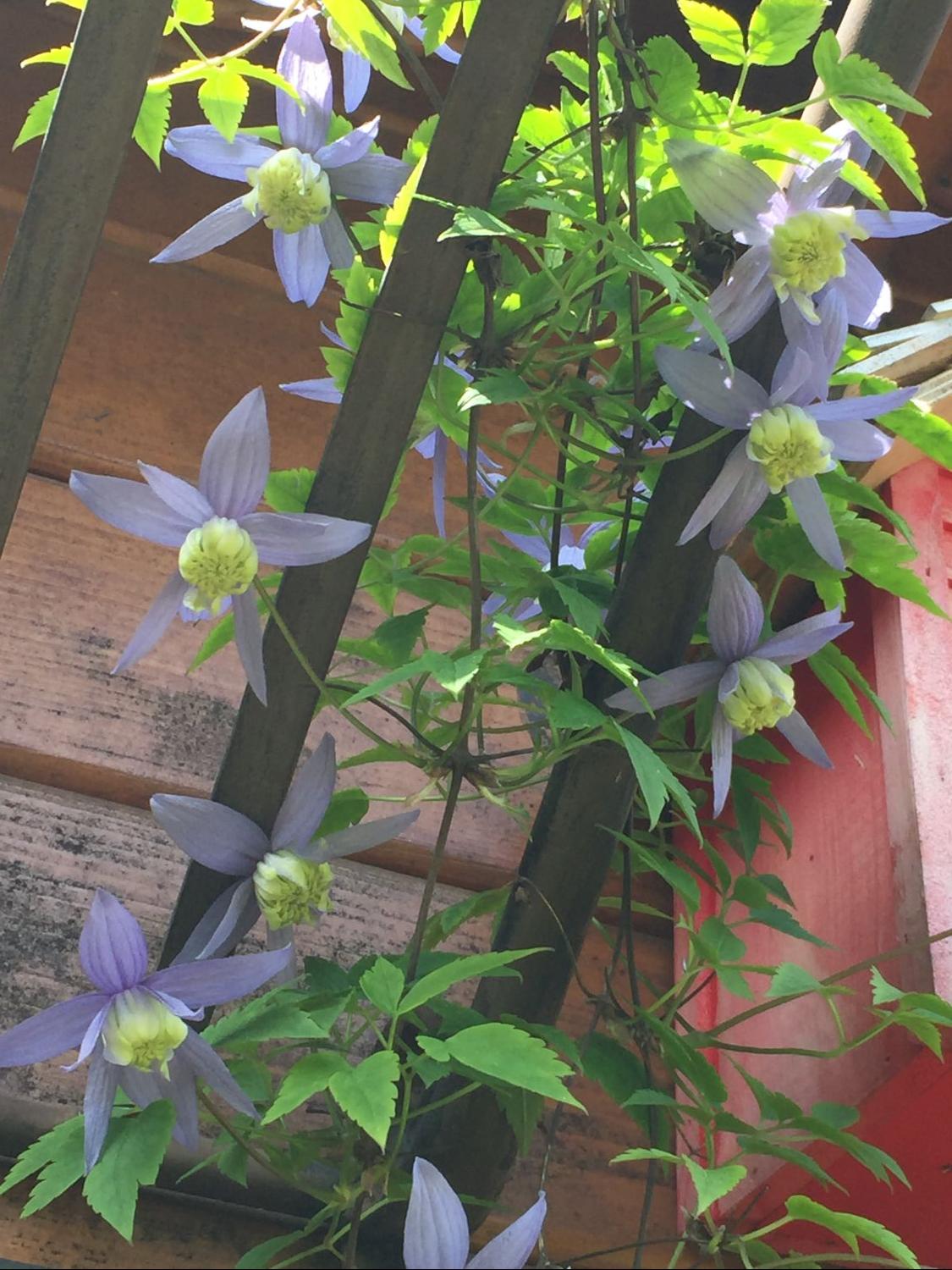 Alpen-Waldrebe 'Frances Rivis' - Clematis alpina 'Frances Rivis'