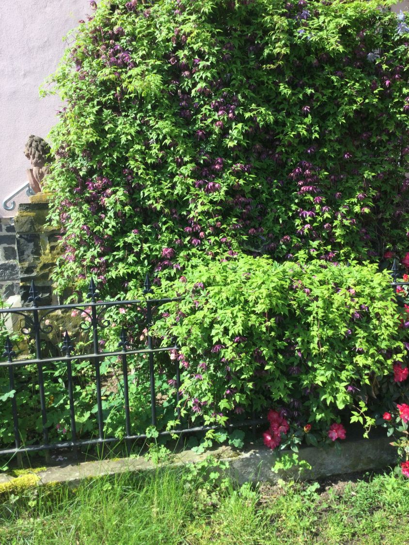 Alpen-Waldrebe 'Frances Rivis' - Clematis alpina 'Frances Rivis'