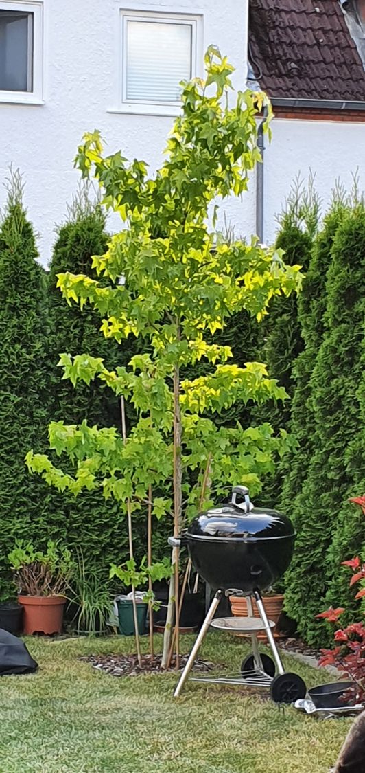 Amberbaum 'Oktoberglut' Liquidambar styraciflua 'Oktoberglut