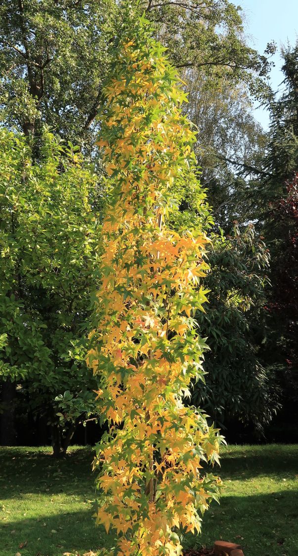 Amerikanische Amberbaum 'Slender Silhouette' Liquidambar styraciflua