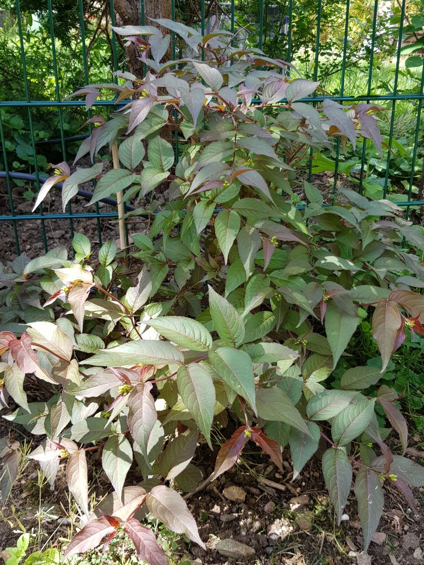 Amerikanische Weigelie 'Diva' ® - Diervilla x splendens 'Diva' ®