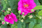 Apfelrose / Kartoffelrose / Hagebutte - Rosa rugosa