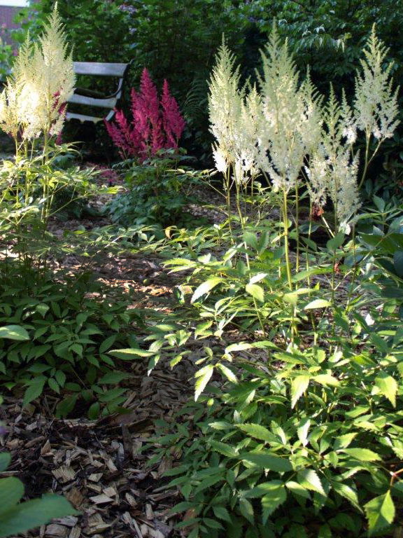 Arends Prachtspiere 'Weiße Gloria' - Astilbe x arendsii 'Weiße Gloria'